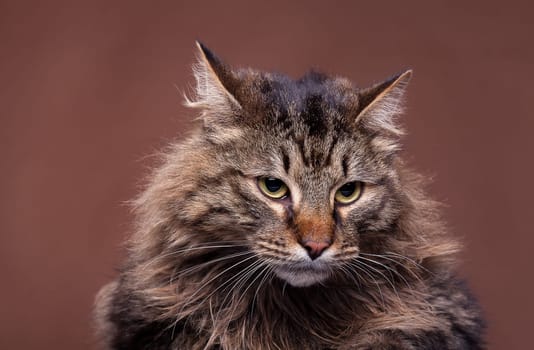 Grumpy big maine coon breed cat