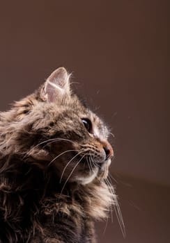 Gorgeous maine coon in studio photo
