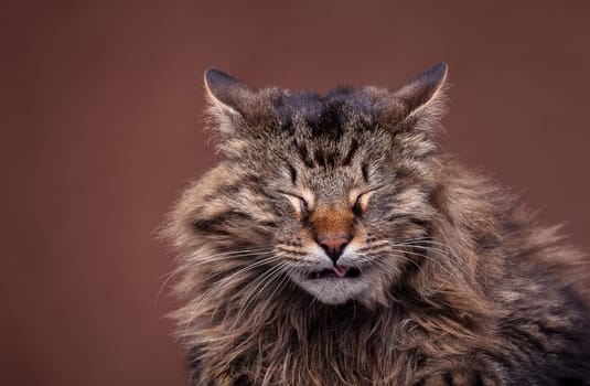 Sneezing maine coon breed cat
