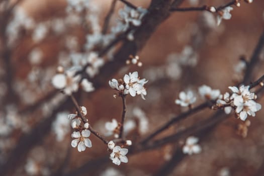 Beautiful cherry tree bloom background