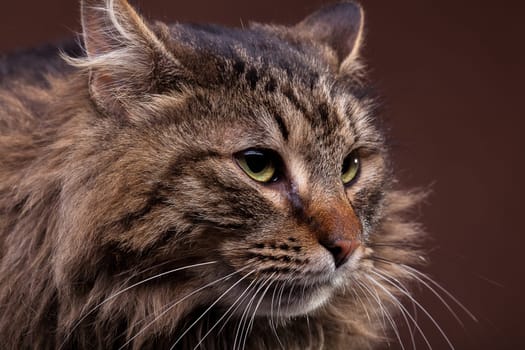 Close up photo of big maine coon breed cat