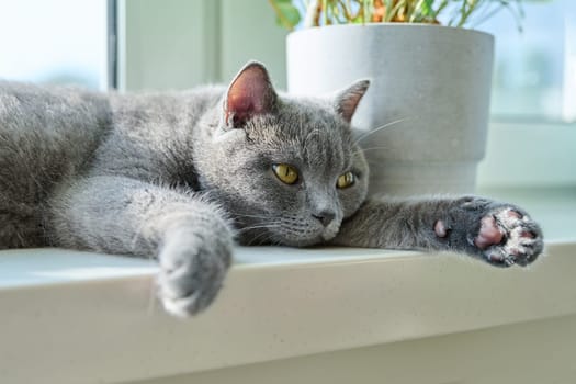 Relaxed lying gray cat on a sunny window