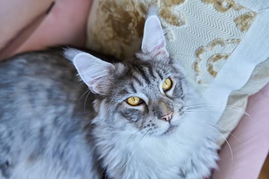 Attractive purebred silver Maine Coon cat looking up, in a home