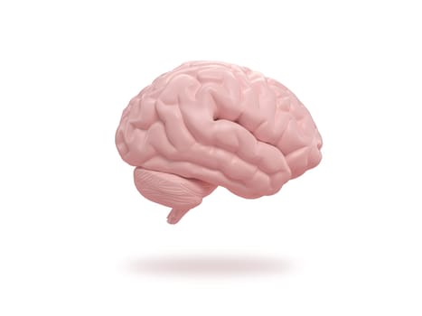 Human brain slide on isometric white background.
