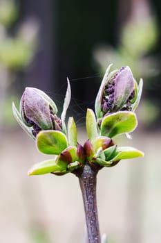 Young closed bud of lilac close up