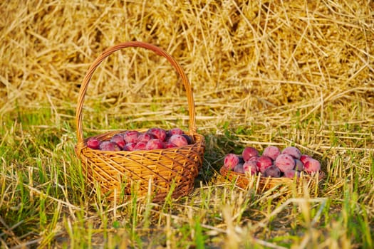 Harvest fresh blue plums in a basket on dry grass.