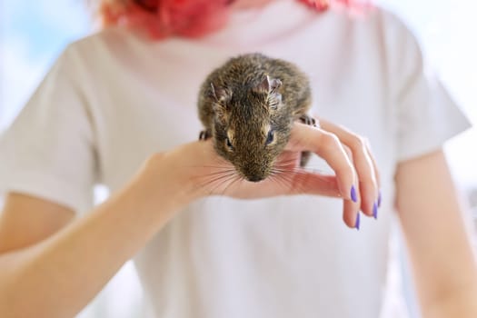 Fluffy pet rodent Chilean degu squirrel on owner girl hand