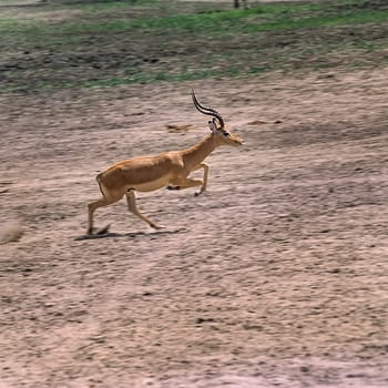 Impala (Aepyceros melampus), Selous Game Reserve, Morogoro, Tanzania, Africa