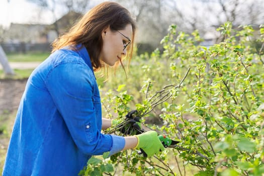 Woman gardener with gloves with secateurs pruning black currant branches