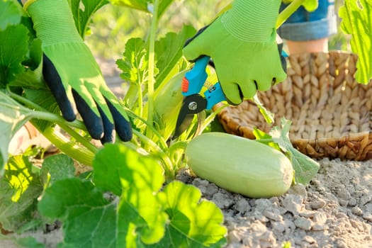Zucchini harvest in field, farmer's hands with pruner
