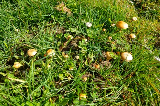 Young mushrooms grow from the grass in a clearing in the forest.