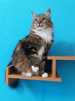 Cat on a wooden shelf close-up