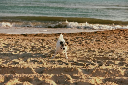 a small happy dog ​​stands on the beach against the backdrop of a calm sea