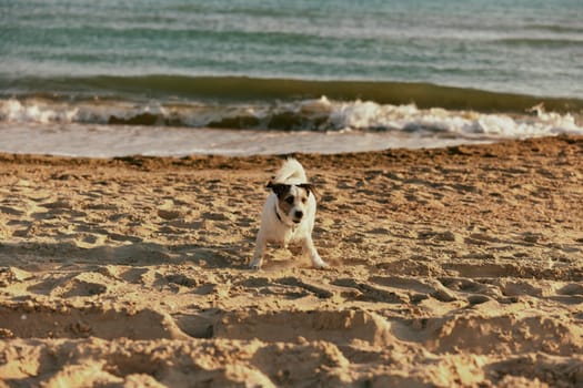 a small happy dog ​​stands on the beach against the backdrop of a calm sea