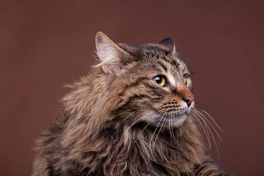 Maine coon breed in studio photo