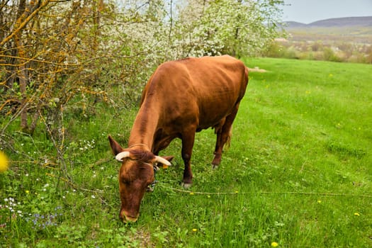 red cow grazing in the meadow