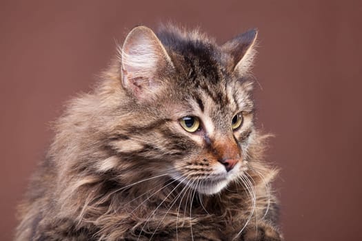 Beautiful fluffy cat from maine coon breed
