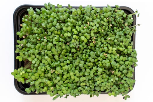 Mustard microgreens. Micro green sprouts for healthy vegan food cooking. Small sprouts of mustard.