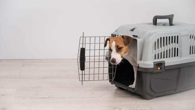 Jack Russell Terrier dog peeking out of travel cage.