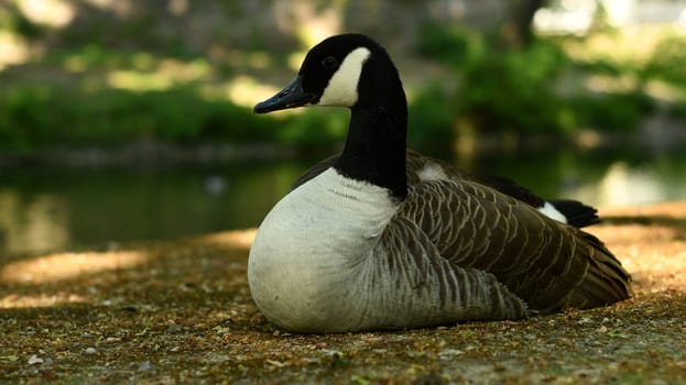 Canada goose lying in the shade on a path in front of a pond