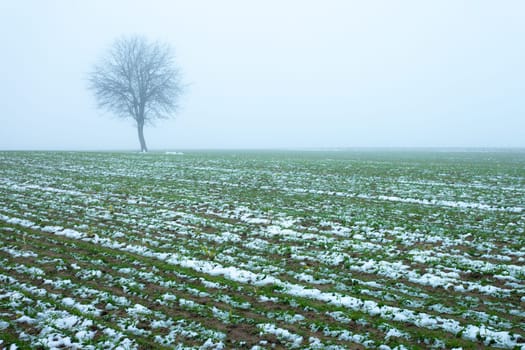 Winter grain and a lonely tree in the fog