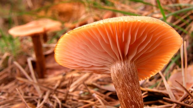 Wild Mushroom, Sierra de Guadarrama National Park, Spain