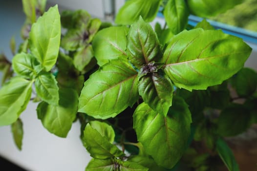 Sweet green basil plants with flowers growing on the windowsill at home. Fresh basil leaves, home gardening, macro