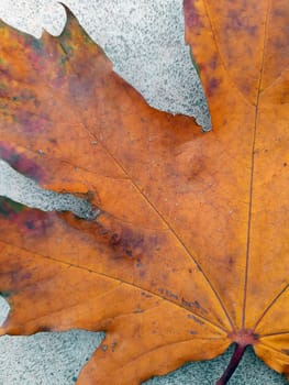 Yellow autumn maple leaf on concrete close-up