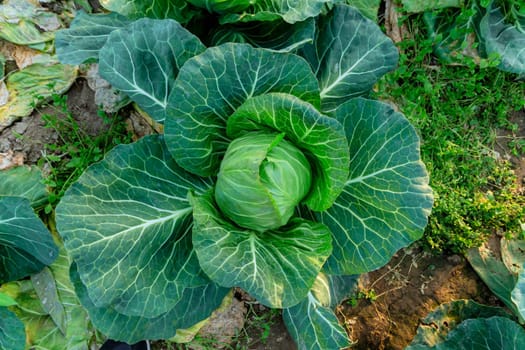 Close-up of one cabbage growing in a greenhouse.