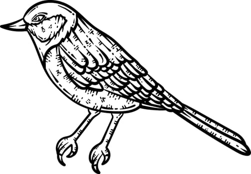 Bird Animal Coloring Page for Adult