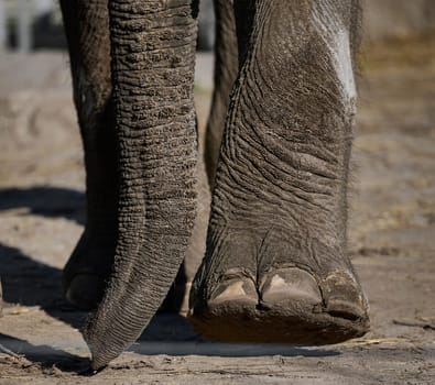 Trunk and legs of an African elephant in nature