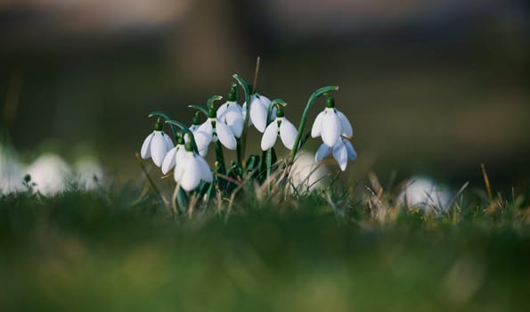 Growing snowdrops with white flowers in the middle of the forest, spring flowers