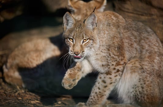 A lynx sits and licks its front paw on a spring day