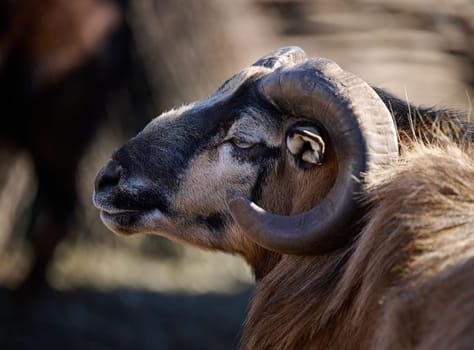 Portrait of a ram, artiodactyl animal in nature