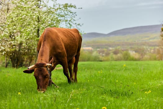 lonely red cow grazes on green grass