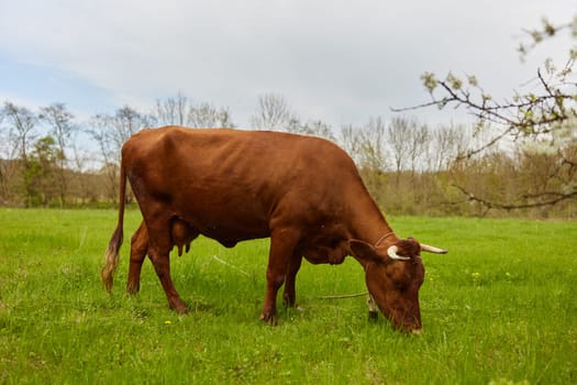 red cow eating grass in the meadow