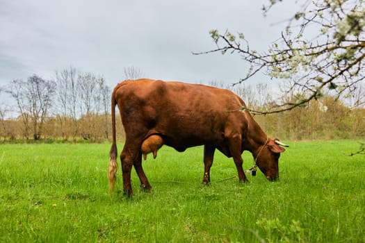 a horned cow grazes in a meadow on a cloudy day