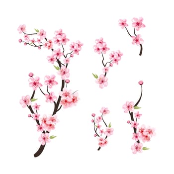 Watercolor cherry blossom vector. Cherry blossom flower blooming vector. Pink sakura flower background. Cherry blossom branch with sakura flower. Sakura on white background. Watercolor cherry bud.