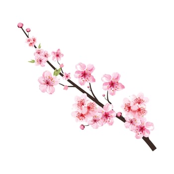 Cherry blossom branch with blooming pink Sakura flower. Realistic watercolor cherry flower vector. Sakura blossom with watercolor cherry flower. Sakura branch vector on white background.Cherry blossom branch with blooming pink Sakura flower. Realistic watercolor cherry flower vector. Sakura blossom with watercolor cherry flower. Sakura branch vector on white background.