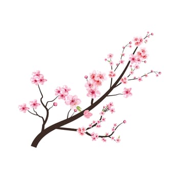 Cherry blossom branch with pink Sakura flower vector. Cherry blossom with watercolor Sakura flower blooming. Watercolor cherry flower. Japanese Cherry blossom vector. Sakura branch.