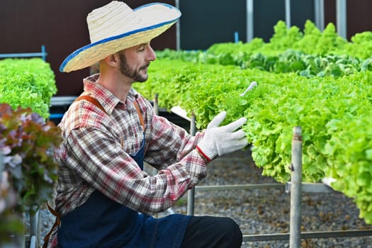 Young farmer working, sorting organic vegetables in hydroponic greenhouse. Harvest and gardening concept