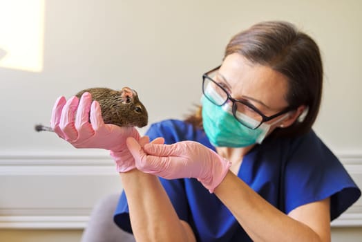Rodent Chilean degu squirrel examined by doctor veterinarian, diagnosis and treatment of pets