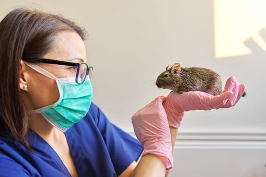 Rodent Chilean degu squirrel examined by doctor veterinarian