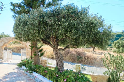 Old olive trees growing in the garden