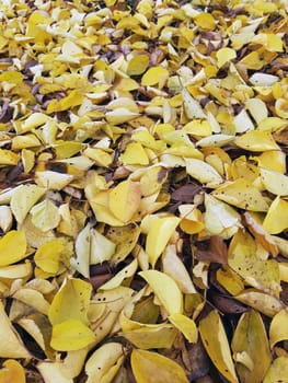 Autumn fallen yellow leaves on the ground in the park close-up