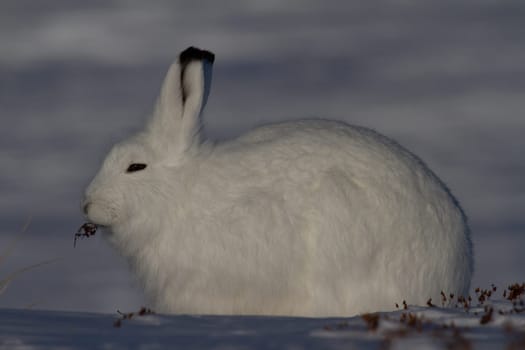 Arctic hare in winter coat chewing on a willow branch with snow in the background