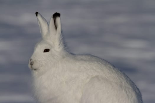 Arctic hare in winter coat staring forward with snow in the background