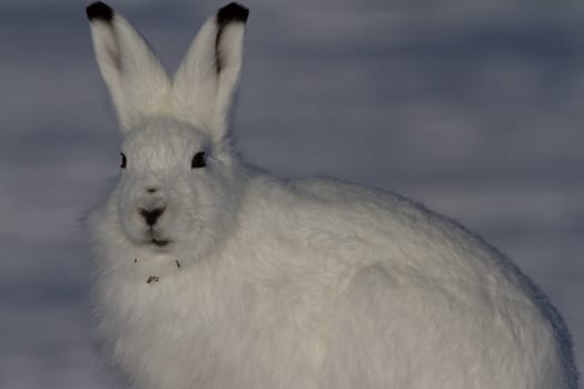 Arctic hare in winter coat staring towards the side with snow in the background