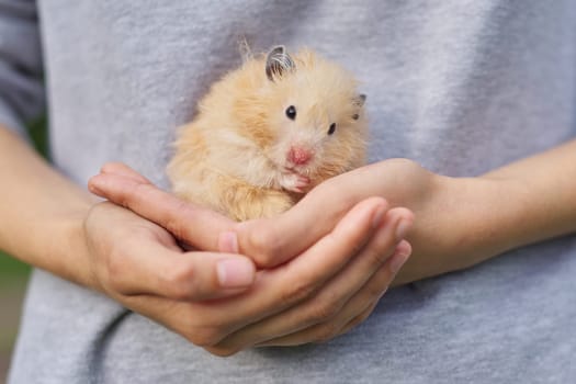 Golden beige fluffy Syrian hamster in hands of girl