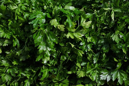 Heap of fresh green parsley bunches